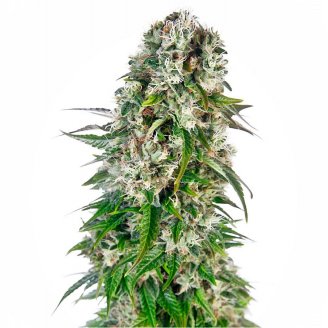 Семена марихуаны купить сорт Afghan Kush Auto Fem.