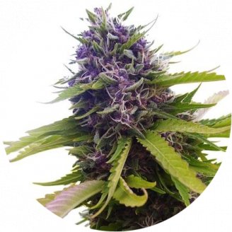 Семена марихуаны купить сорт Blueberry Auto Fem.