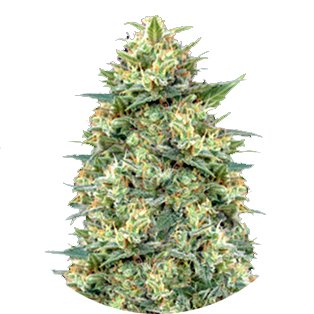 Семена марихуаны купить сорт White Widow Auto Fem.