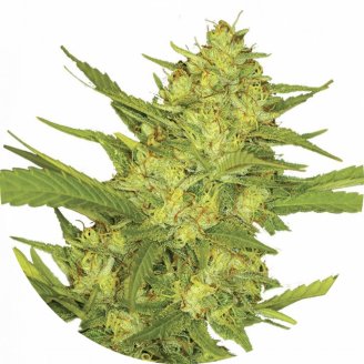 Семена марихуаны купить сорт Sour Diesel Fem.